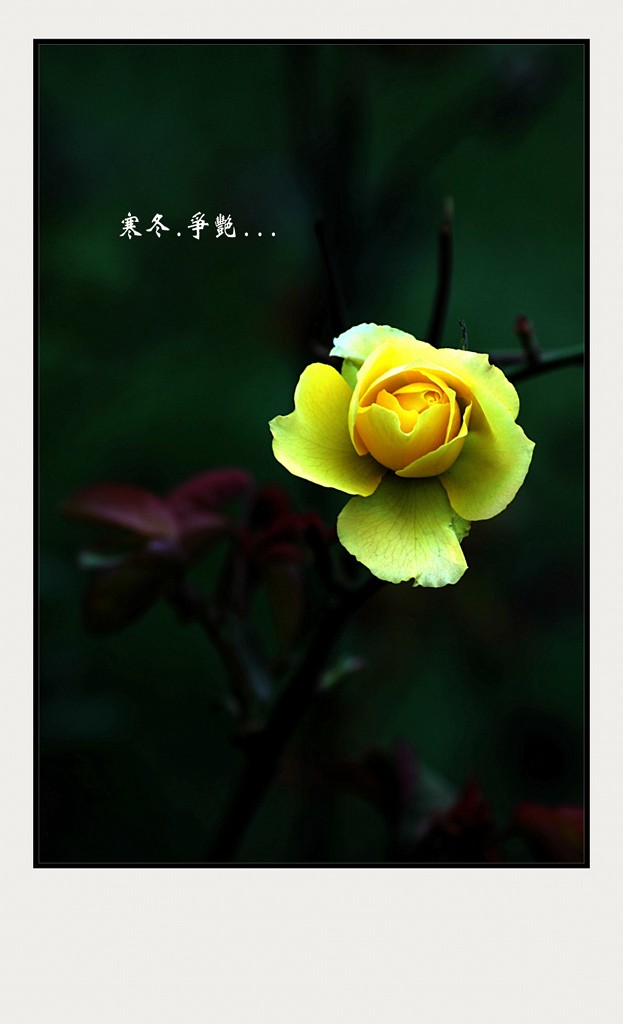 201112202044078561-2089977.jpg