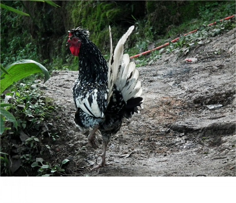 conew_dscf6159.jpg