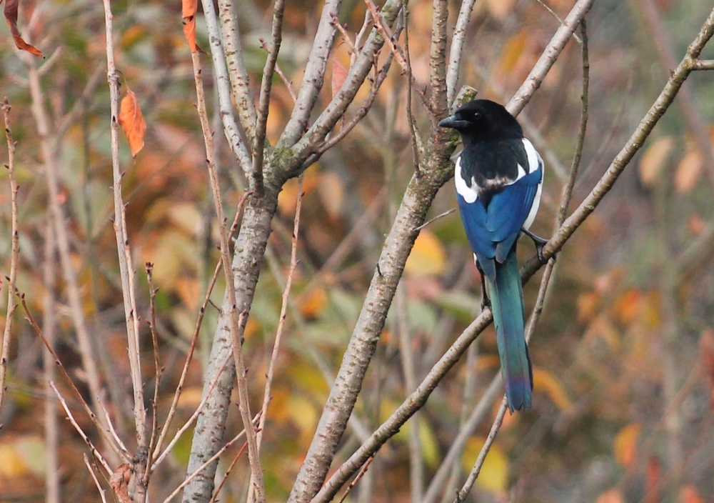春节快来到,喜鹊闹喳喳.