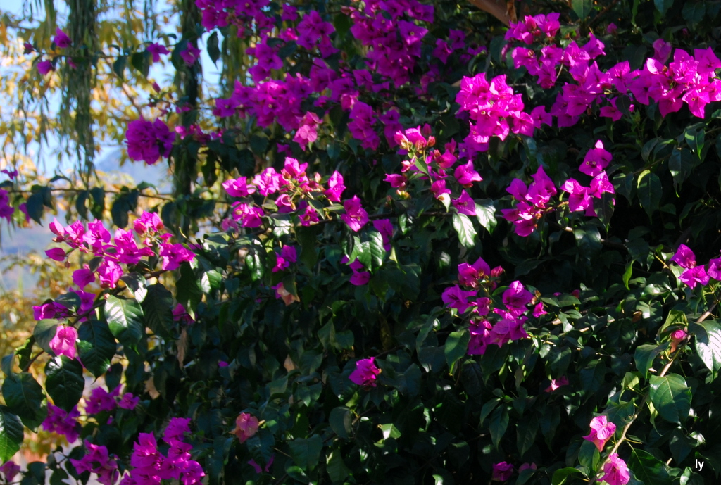 DSC_4375.JPG