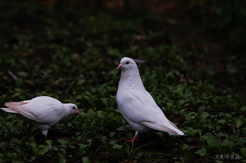 DSC_0027.jpg