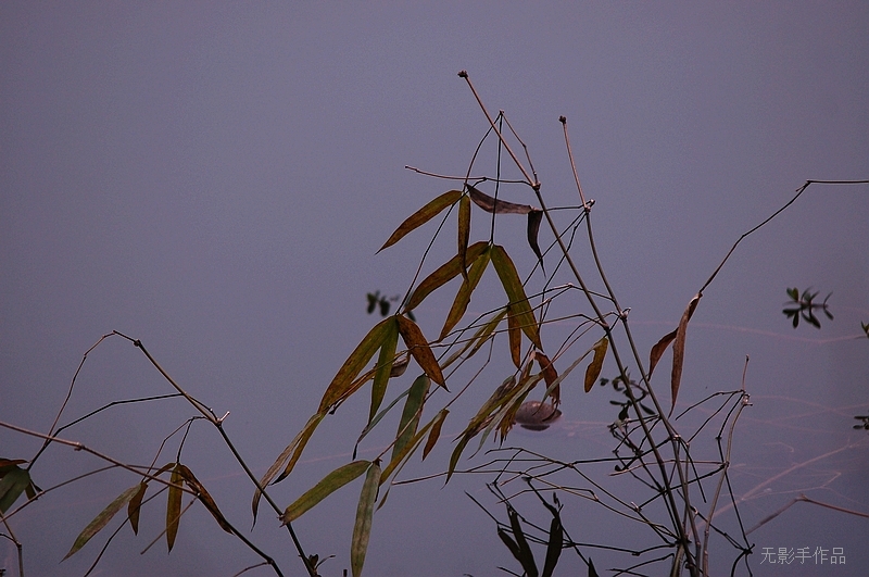 DSC_0036.jpg