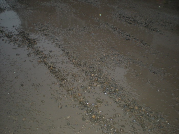 DSCN5937_СС.JPG