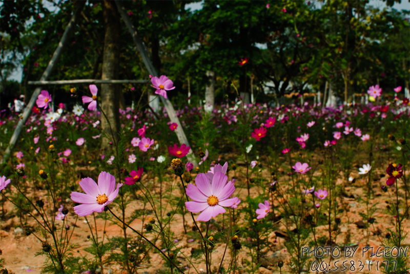 DSC_0017.jpg