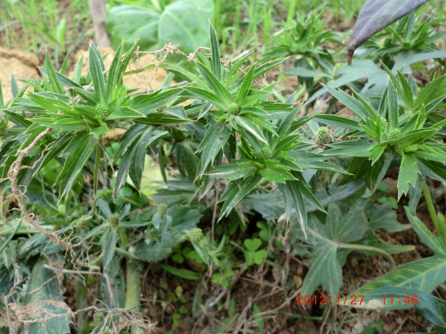 四川有这种假香菜不?