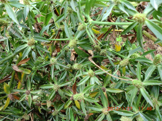 四川有这种假香菜不?