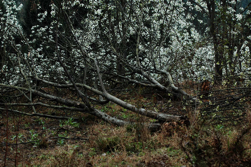 DSC_1808.jpg
