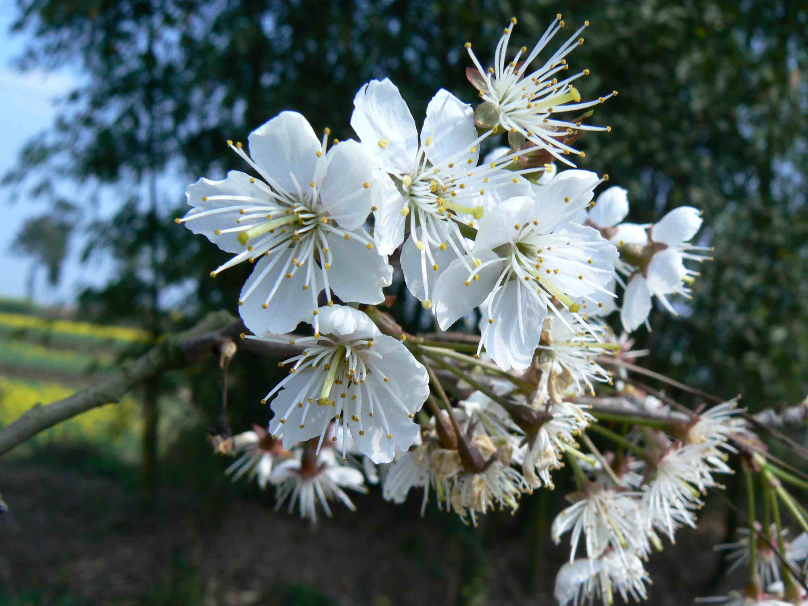 P1000591.JPG