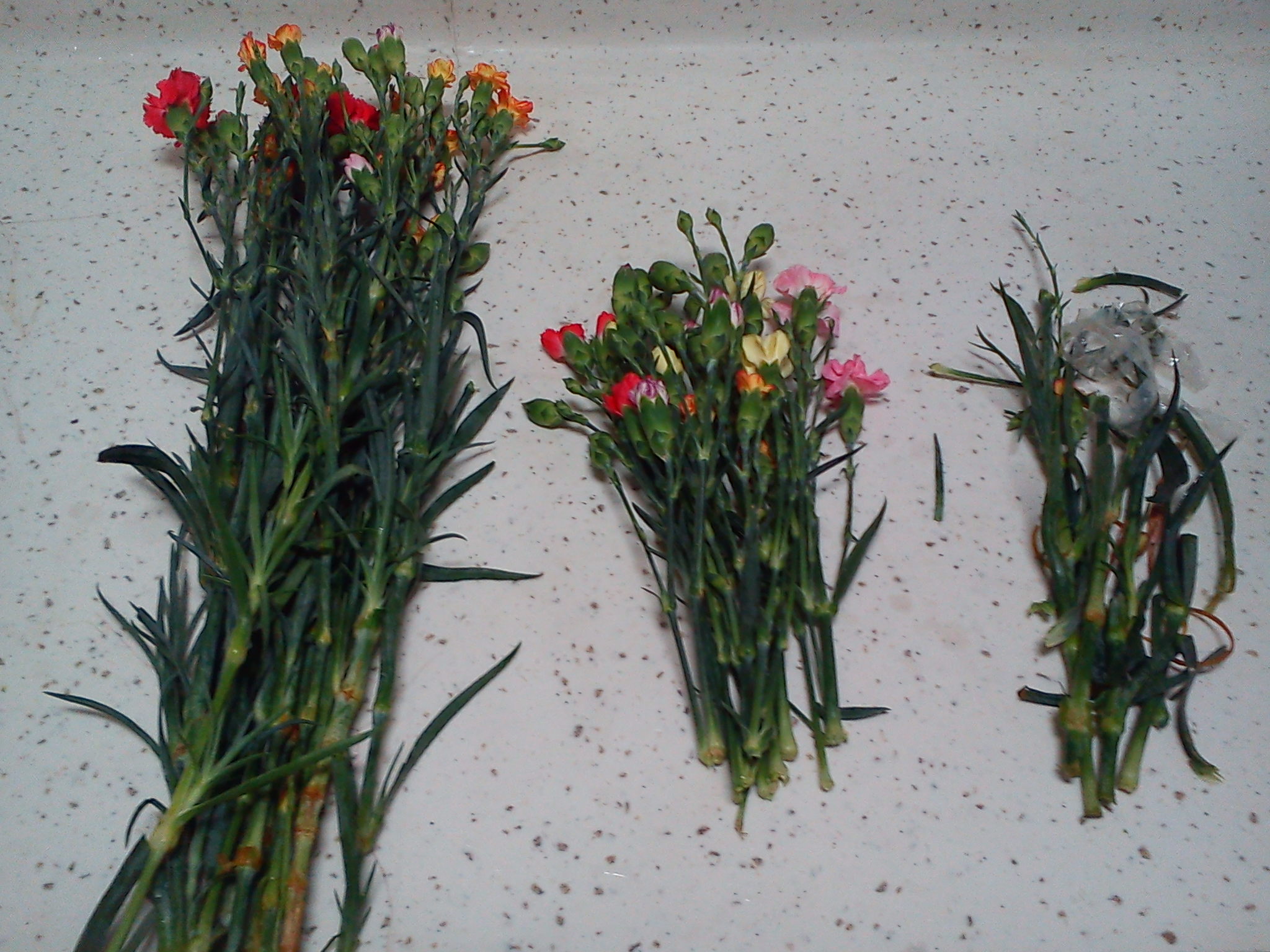 DSC00100.jpg