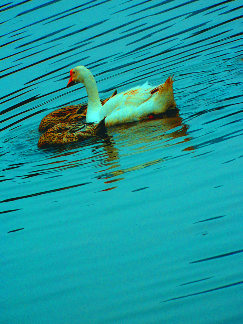 DSCN256218.jpg