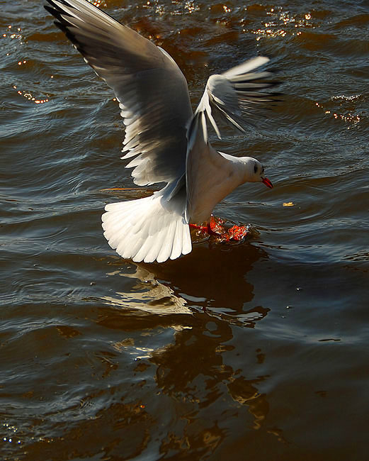 DSC_2245a.jpg