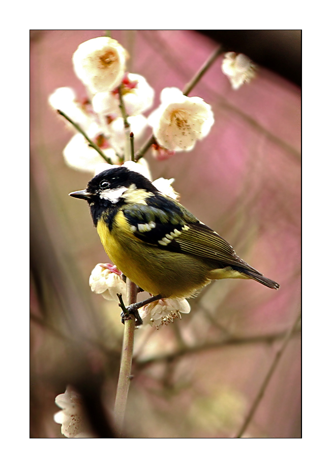 白梅技头有小鸟