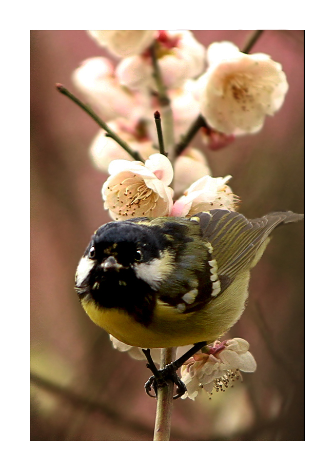 白梅技头有小鸟