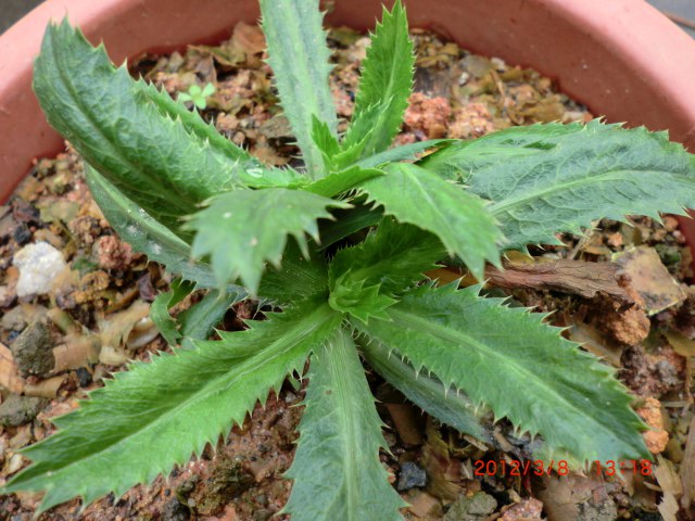 四川有这种假香菜不?