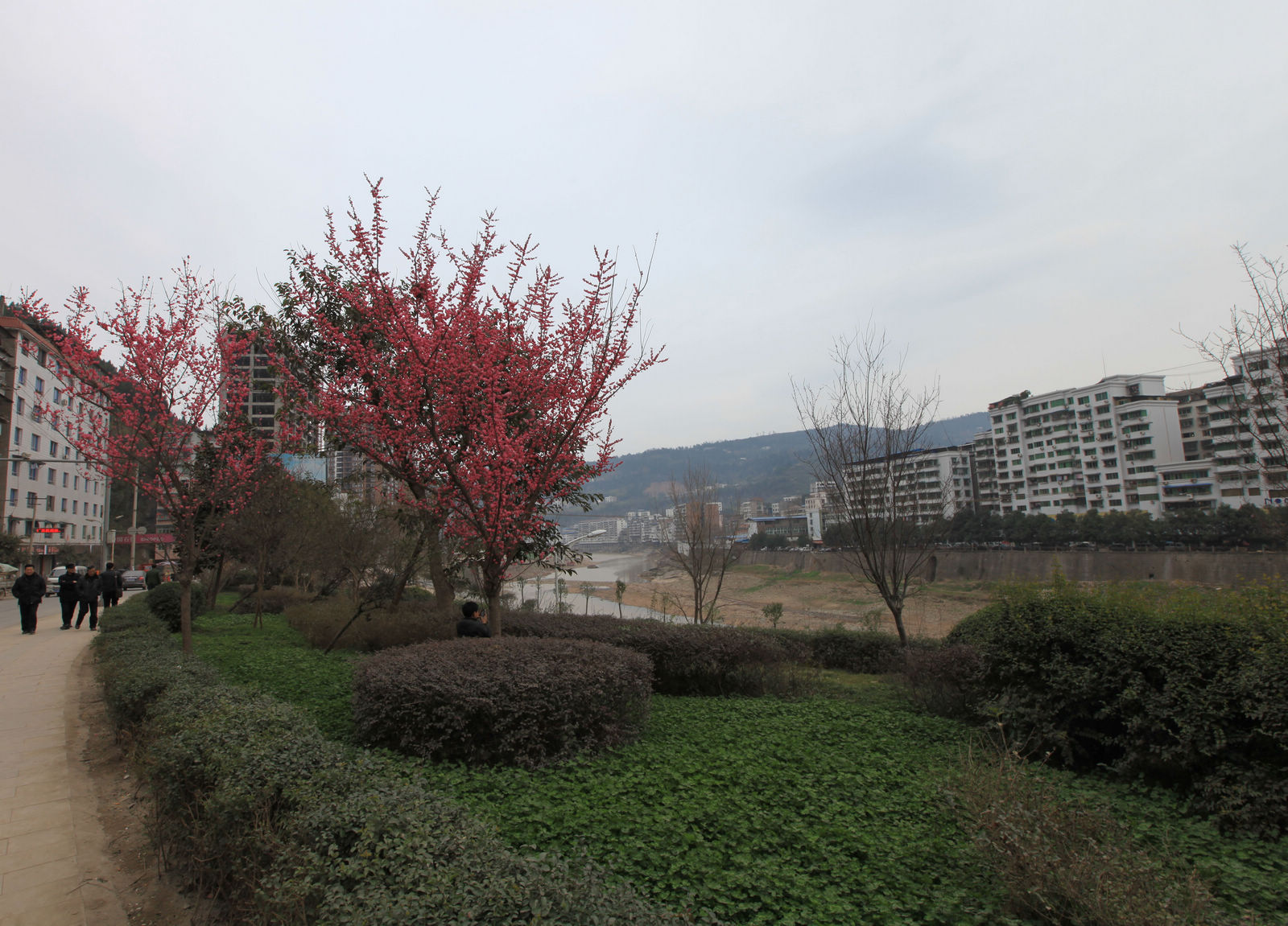 IMG_1323.jpg