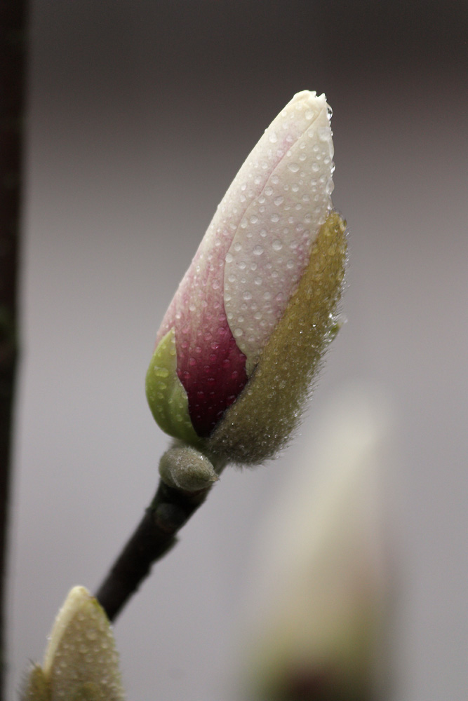 IMG_8333.jpg