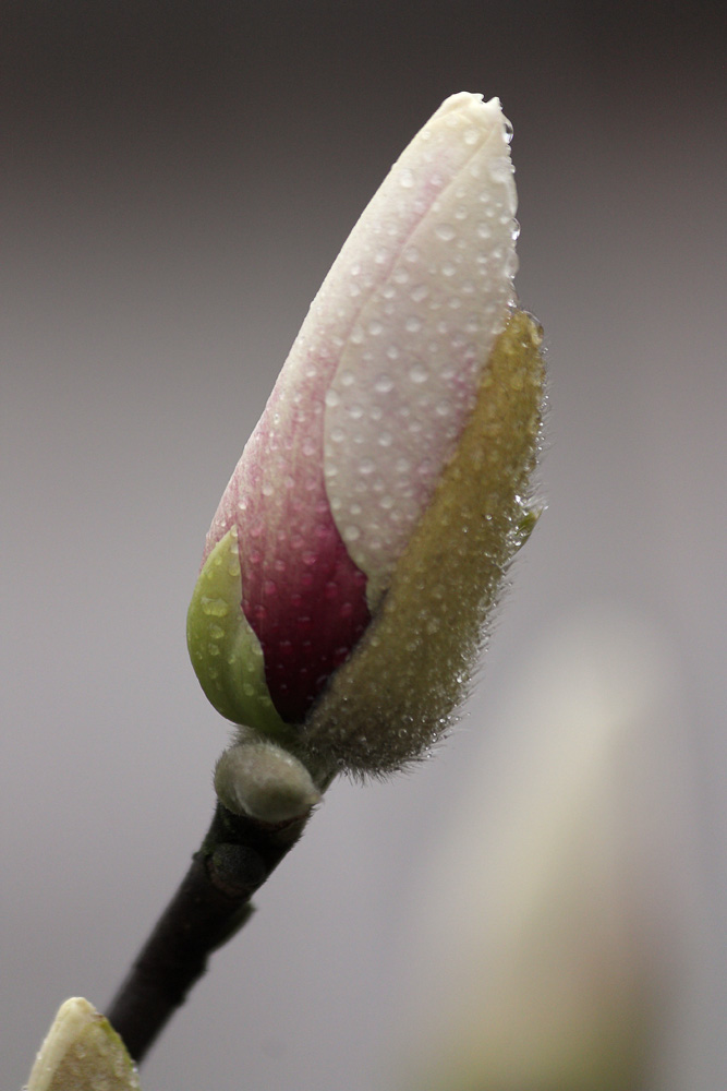 IMG_8341.jpg