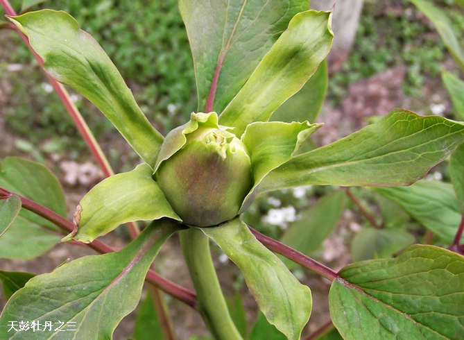 DSCF1368.JPG