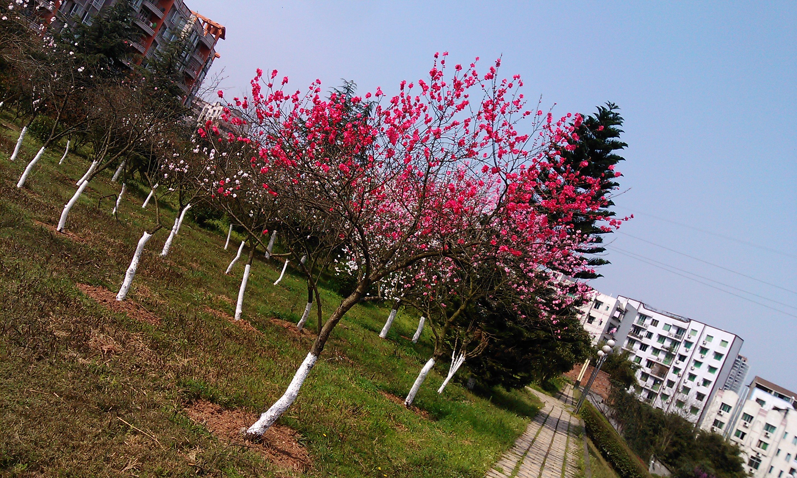 IMG_20120325_150203.jpg