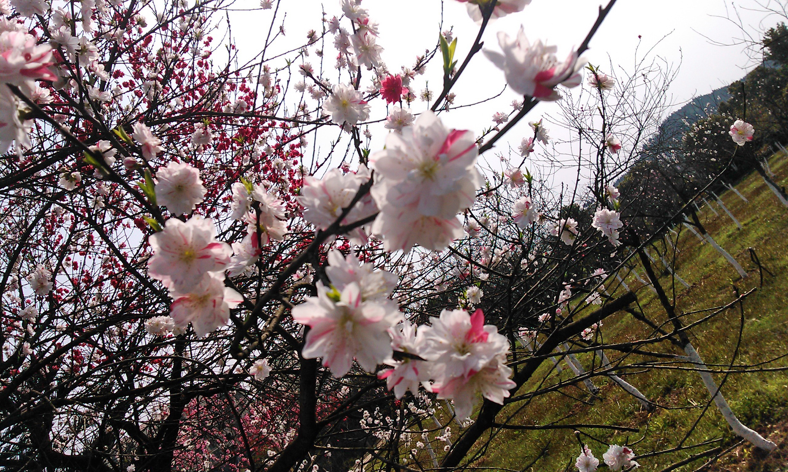 IMG_20120325_150337.jpg