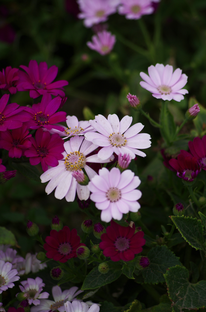 DMLZ2673_.JPG