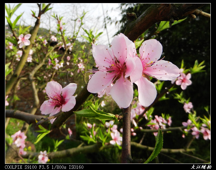 DSCN7818.jpg
