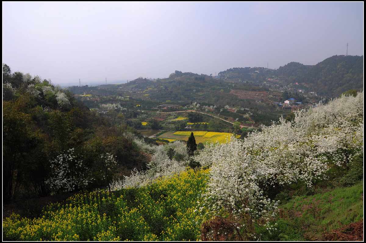 阳春三月新津梨花沟