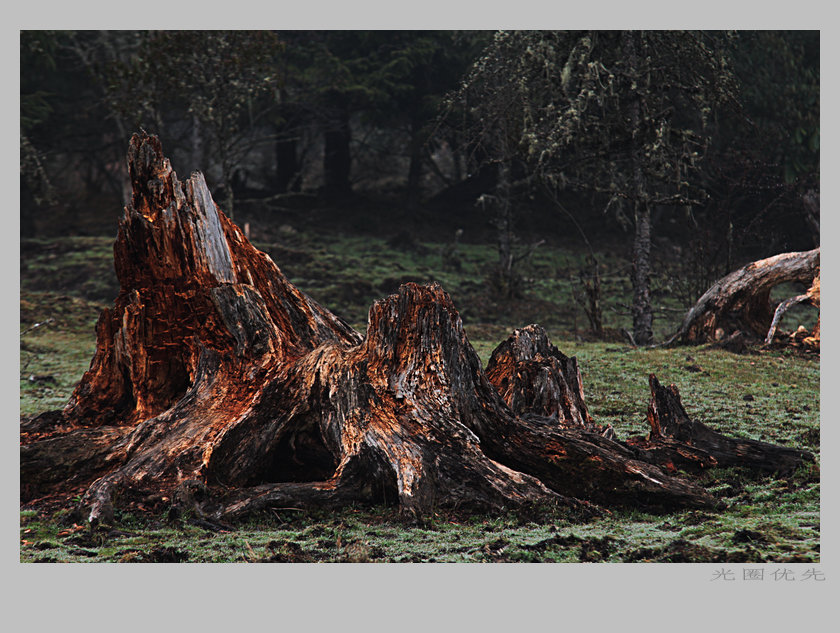 一组枯木的遐想-化腐朽为美丽-麻辣摄影-麻辣社区