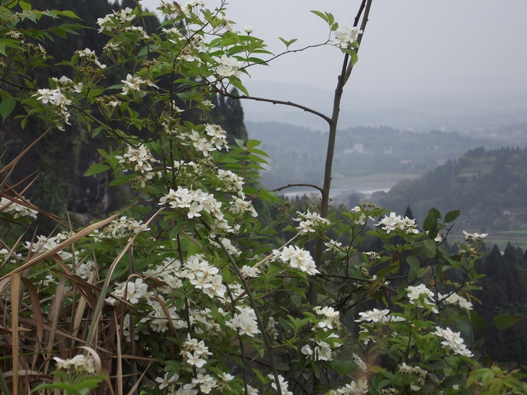 DSCF2514.JPG