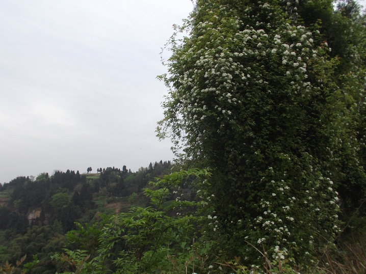 DSCF2527.JPG