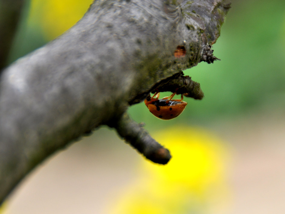 DSC_0204.jpg