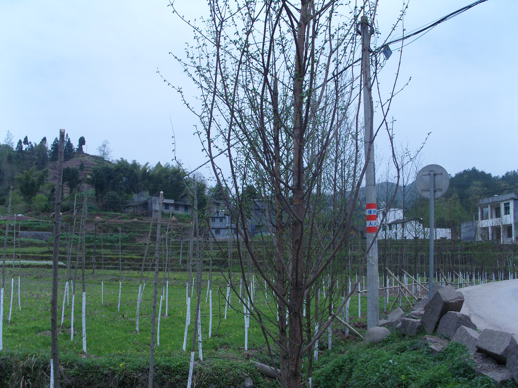 SNV10308.JPG