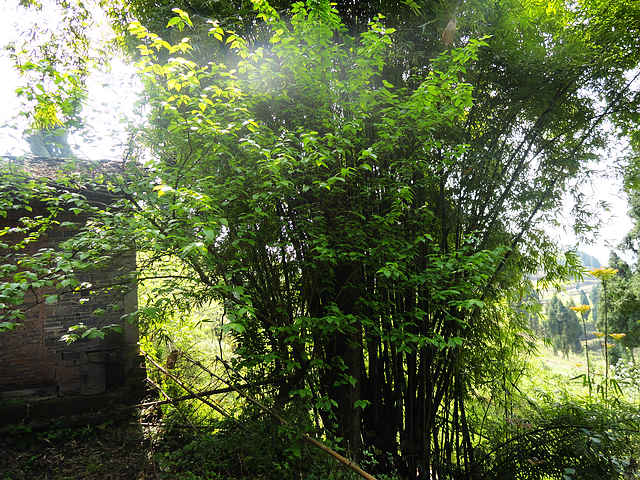 DSC00187.jpg