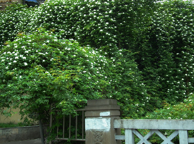 DSCF3103_.jpg