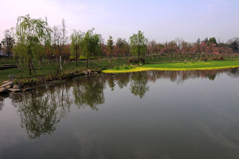 在春风中摇曳生姿——双流县中心公园樱花