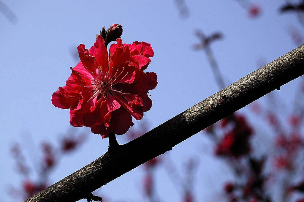 DSC_8441a.jpg