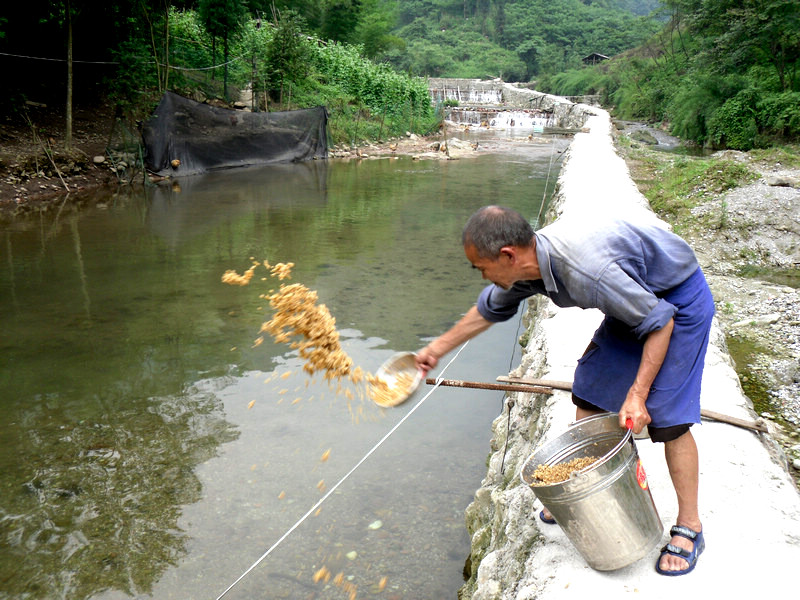 深山里的人工养殖雅鱼场组图片