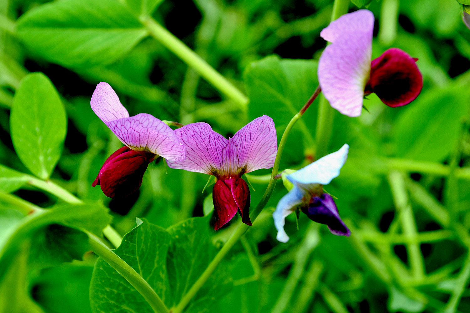 DSC_2406.jpg
