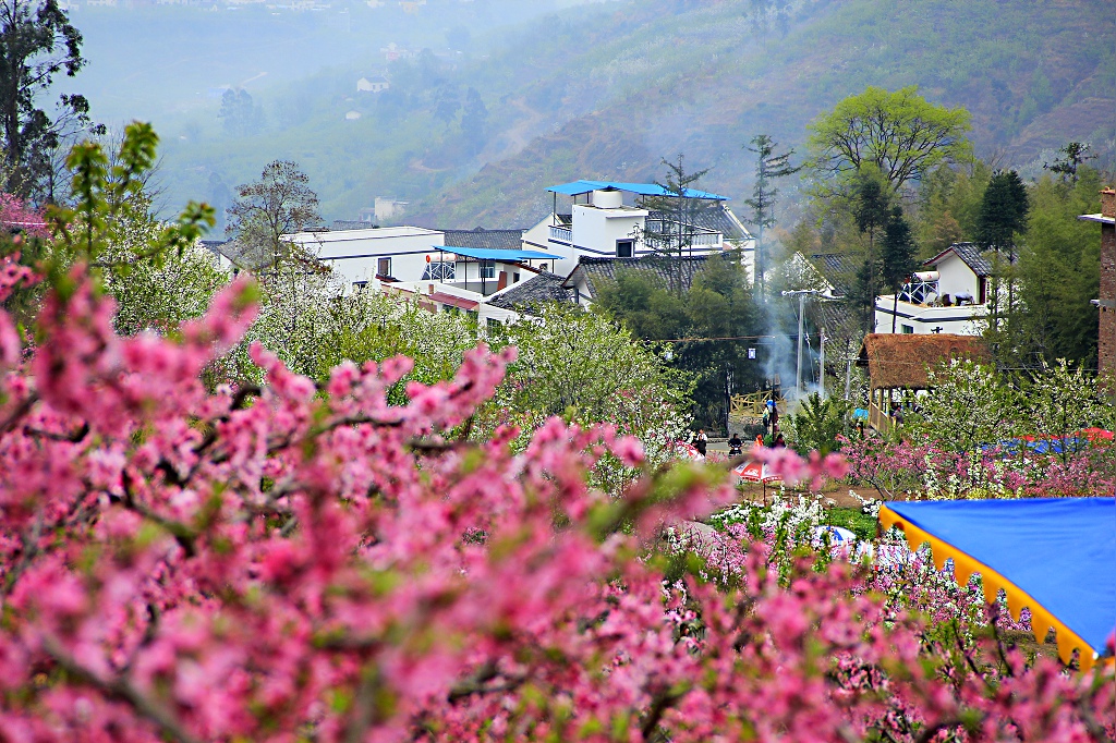 汉源九襄桃花节