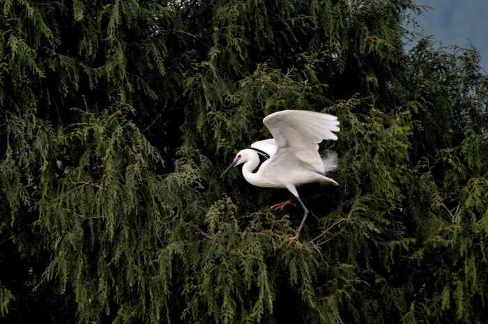 DSC_9381_С.jpg
