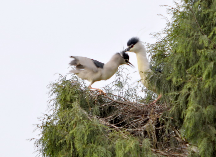 DSC_9668_С.jpg
