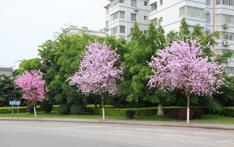 IMG_8630_1.jpg