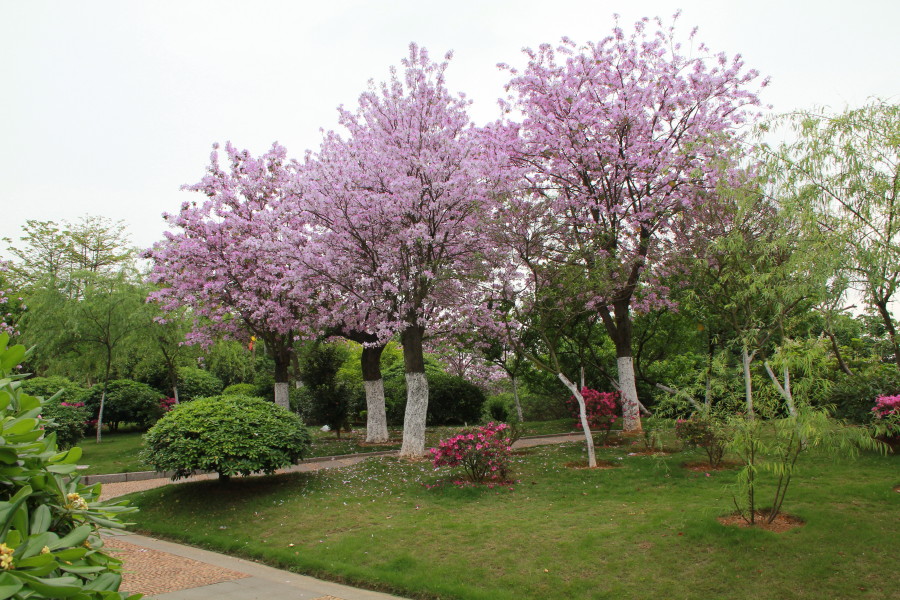 IMG_8640_1.JPG