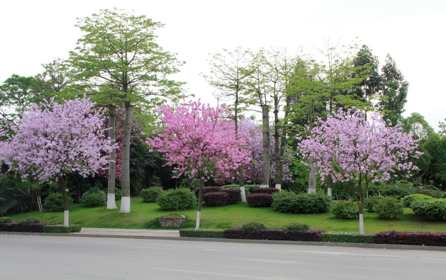 IMG_8637_1.jpg