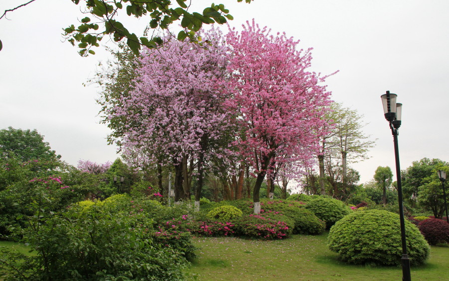IMG_8650_1.jpg