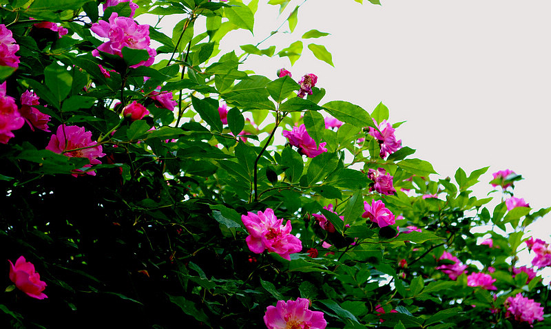 DSC_2737.jpg