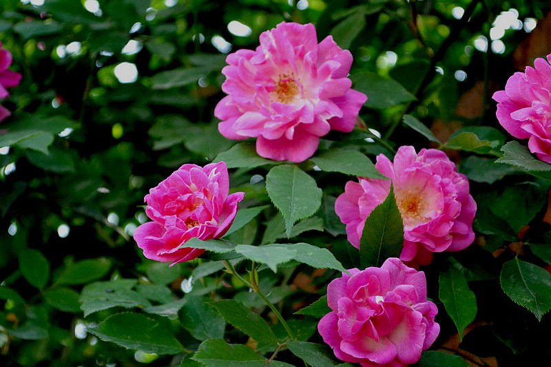 DSC_2770.jpg