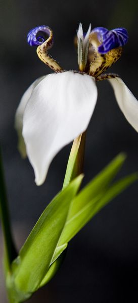 nEO_IMG__MG_2369.jpg