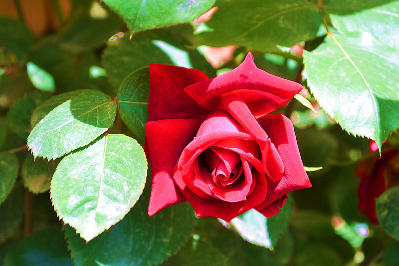 DSC_2832.jpg