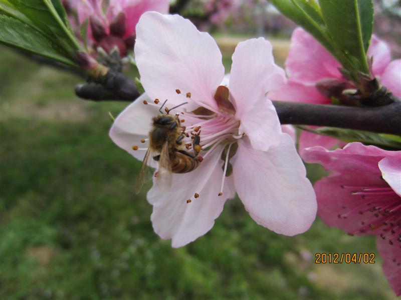 IMG_1681 ().JPG